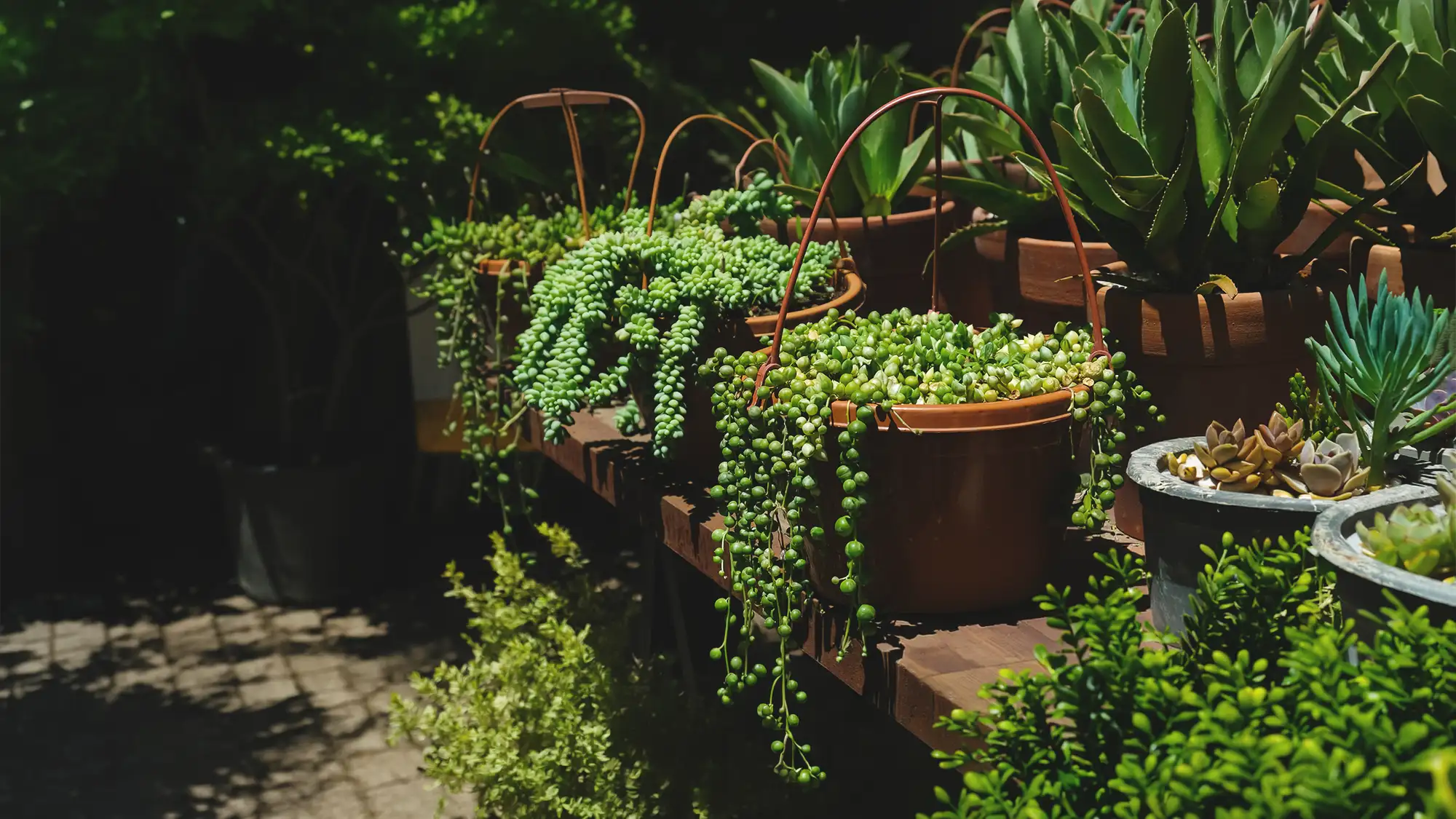 Turn terraces and gardens into living showpieces
